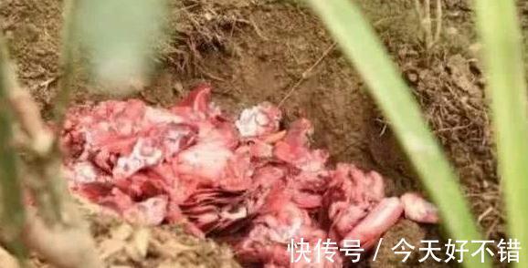 淘米水中加3种料,植物叶片翠绿,花朵蹭蹭冒不停,快瞧瞧吧