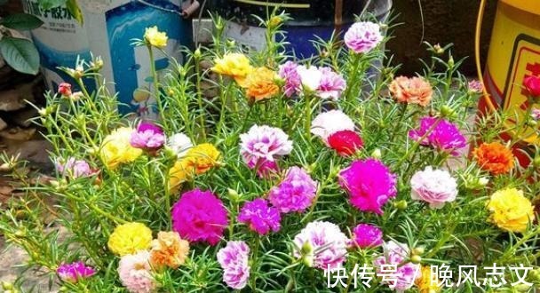它叫“半枝莲”,开花似“牡丹”,撒一把种,开一片“五彩花”!