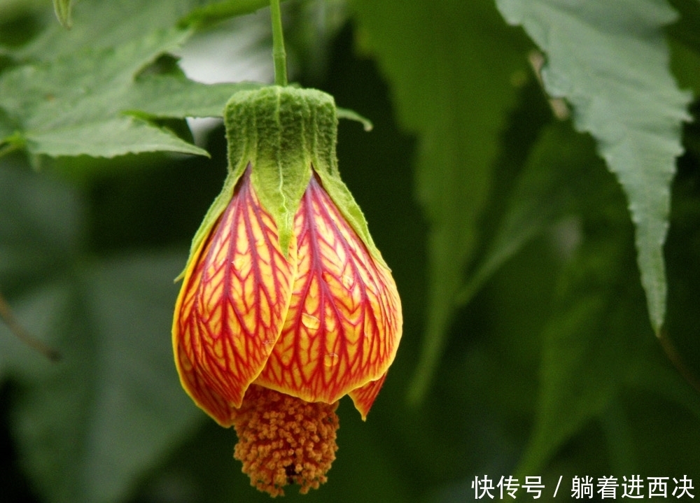 特别土的农村名字大全