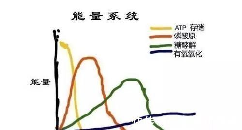 磷酸|作为跑者你知道跑步时身体是怎样供能的吗？揭秘人体三大供能系统