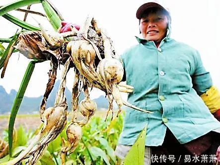 4种生长在水中的美食,我猜你只认识莲藕,全认识的大神级别