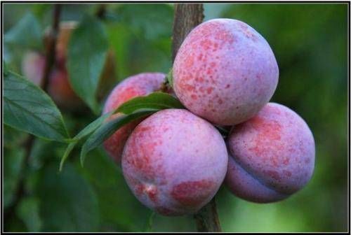 李子|这东西正在火热上市中,比玻尿酸更强,常吃皮肤好,细嫩又红润!