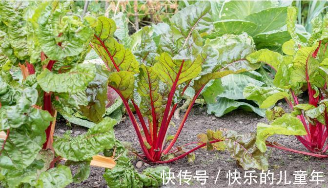 鸦胆子|5年前感染上幽门螺杆菌,老中医教会他认识了这10种草,受益终身