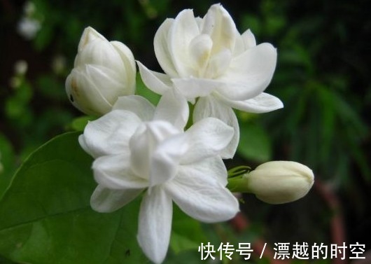养茉莉花不长叶子,懂得分析原因,就能不枯萎长得好,开花不难