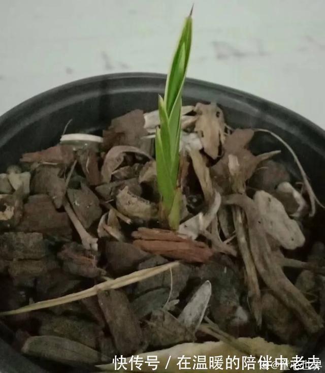 养花技巧公认难养的3种花,高手用经验告诉你,怎样快速开花