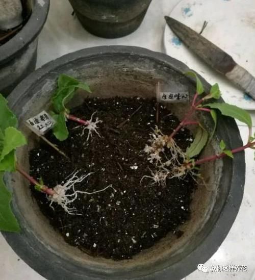 别养绿萝吊兰了,3种花剪根枝,插水里能活,开花一大片!
