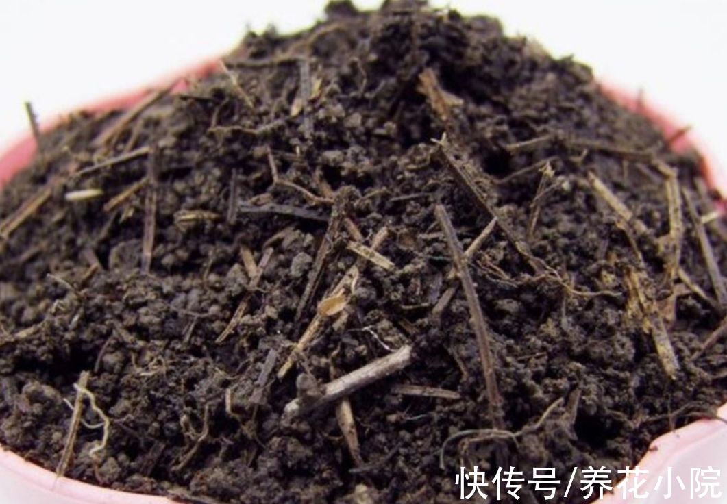 用松针土养花,要做好3件事,否则啥花也长不好