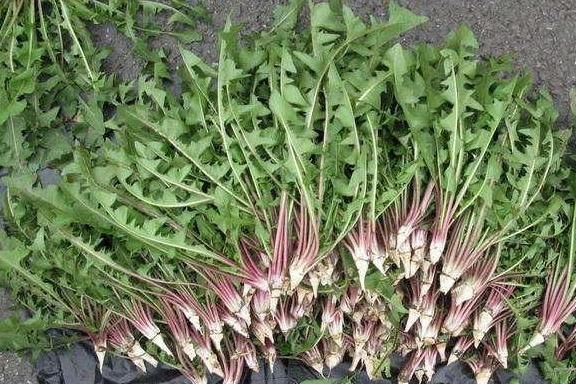 農村最常見的“三種野菜”，90后都吃過，城里有錢也買不到