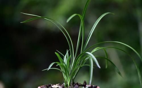 兰花浇水有配方吗？碱性水质怎么办？两招可以解决问题