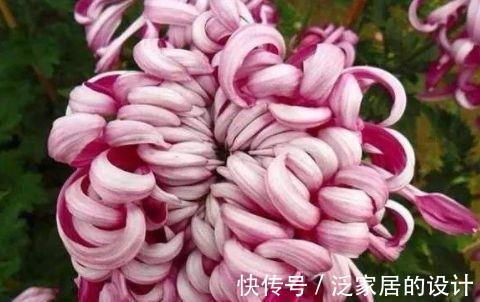 颜值担当|从8月31日开始，家养此款花卉，花色柔美，开花色泽鲜艳