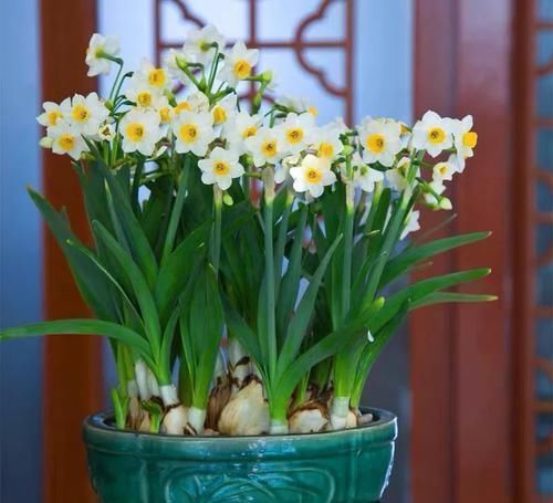 植物|古代的“大户人家”都喜欢养这10种植物，家里养几盆，富贵吉祥旺家宅，你家养了吗