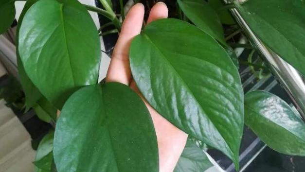 室内养绿萝，靠什么施肥抓住这4样，枝叶旺盛，美如画！