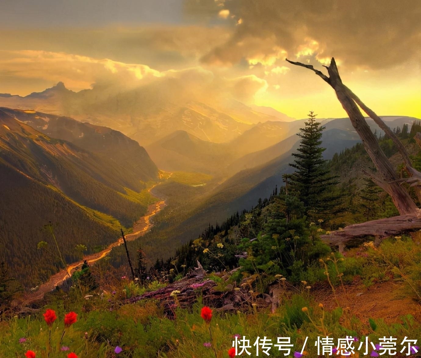 柯西莫|《树上的男爵》:一本关于反叛与人生选择的书,推荐给青少年!