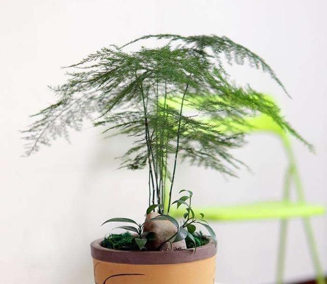 文竹有“三怕”,避开生机勃勃,撒欢长猛窜芽,养成苍劲小老桩