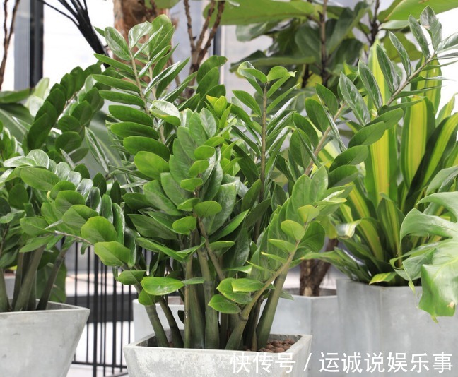 栽种|4种名字带“财意”的植物,是吉祥的观赏花,家里有空建议养一盆