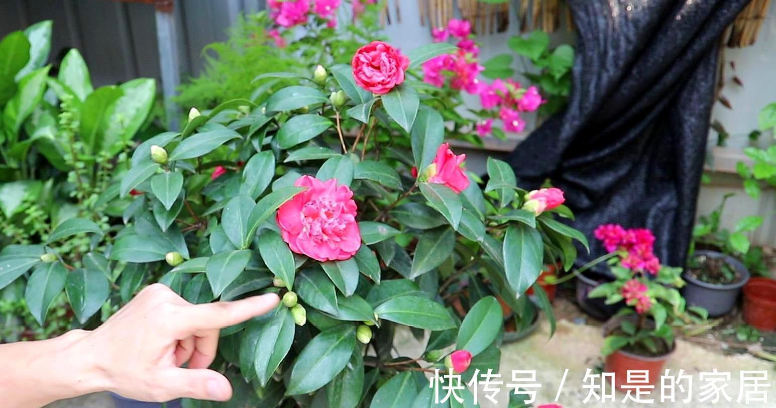 软腐病|5种花美则美矣，就是不好养，没有四五年的养花经验，越养越闹心