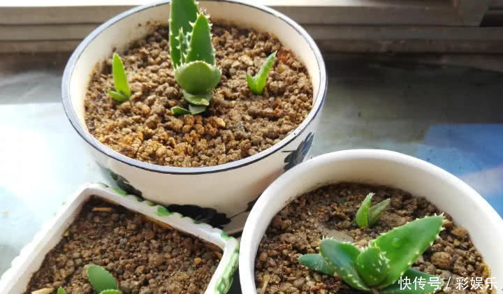 这6种花就要穷养,不花钱不用管,个个肥得流油