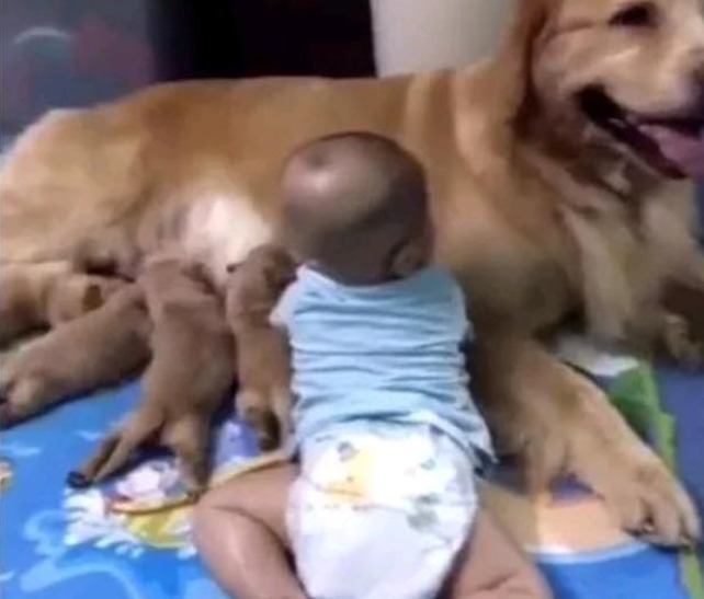 孩子|女子厨房做饭,发现孩子突然不见,着急出来寻找,结果却乐坏了