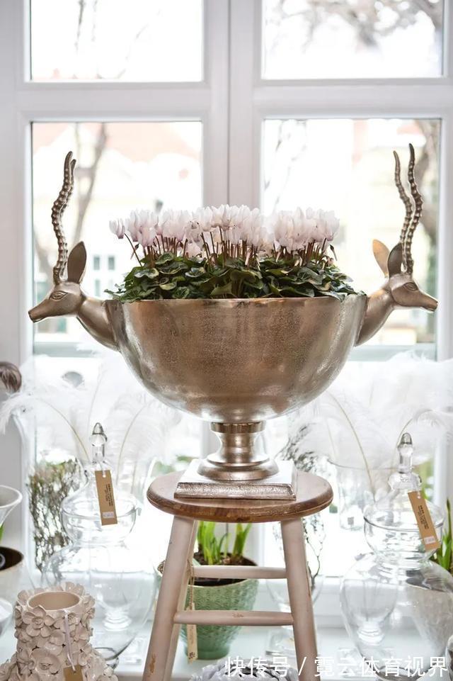 你的仙客来叶软,花趴还是黄叶,别着急,就用2招,挤满大花苞