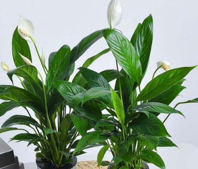 4种花养家里，福旺运旺，特别省心，几乎不用管都能长得很好