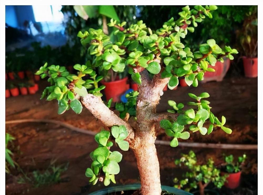 6种花“很吉祥”,建议养在卧室客厅,好看好养,还可当年宵花