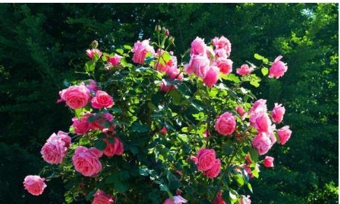 以下“神仙水”给月季喝一点,叶子绿油油、花苞挂满枝!