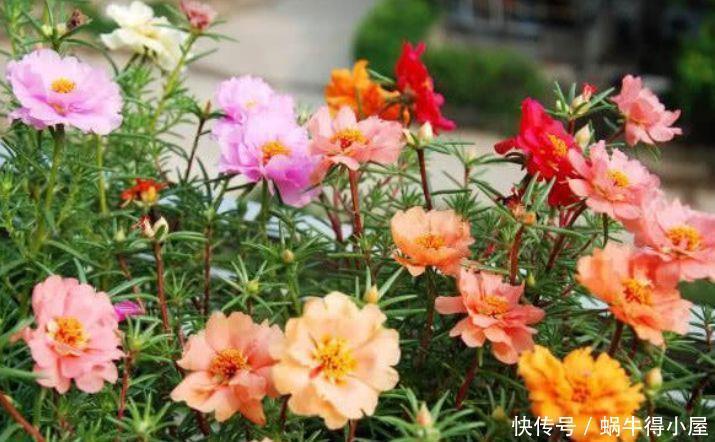 适合阳台养护的花会,花开不断,变成开花机器,花开灿烂