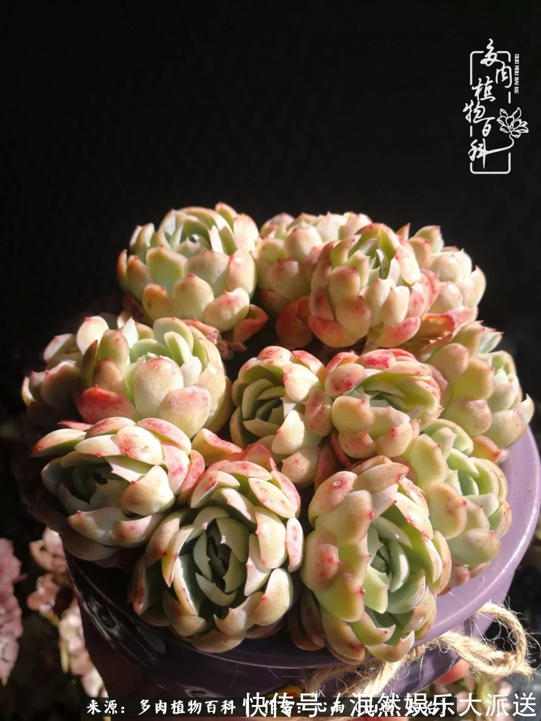 蚧壳虫|为肉痴狂!多肉植物也会用最美的容颜报答我们的勤劳付出!