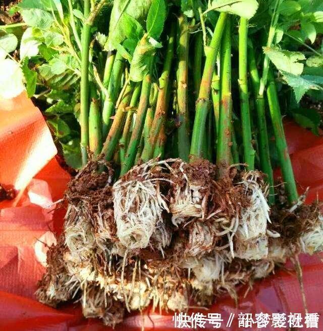 花盆|“生根剂”不用买，路边捡“1块它”，往花盆里放，30天冒白根！