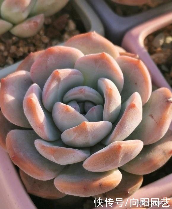 多肉买回家,种到盆里别着急浇水,1周后再浇水,发根更快