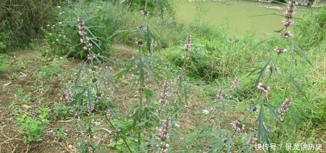 切勿|此为“益母草”,请辨认好,切勿当杂草,因为太珍贵了