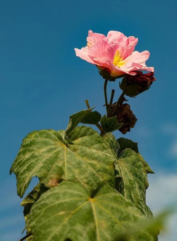 寒冬|惊艳！广州木芙蓉花跨年盛开