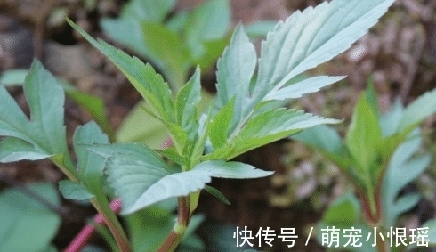这种苦菜，闻起来像臭脚味，吃起来美味，常用来煮肉，别不识货