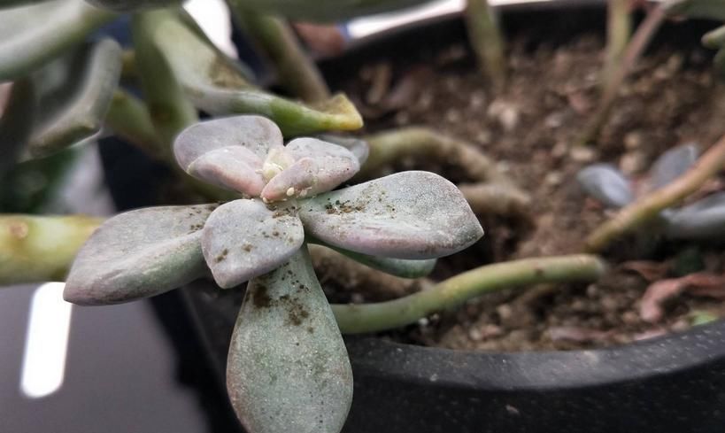 蚧壳虫|解决多肉长蚧壳虫有套路，这4个方法，一学会就能轻松搞定