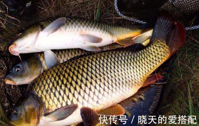 水温|为何入秋之后，水库守钓始终没鱼口，不是没鱼，而是几个因素