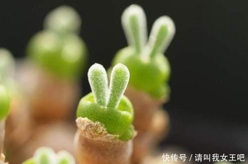 最美多肉排行榜,这6种盆盆都好看,说啥都得养一盆!