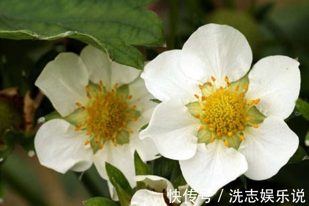 此花花姿优美,绿叶衬托着洁白的花朵精致夺目,象征着勇敢的爱情