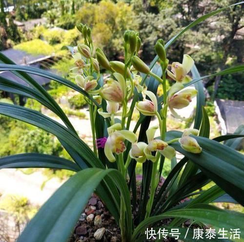 兰花长的慢不开花？这是休眠期，做好这几步，秋天一到花苞冒不停