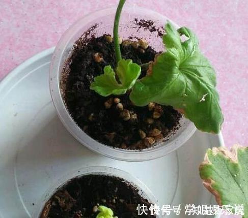 阳台上|这花花期长又漂亮,一个扦插小窍门,十天生根,轻松爆盆开成花球