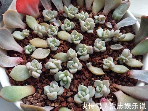 多肉到底多好扦插掉下来的叶片埋土里，自己又长一盆