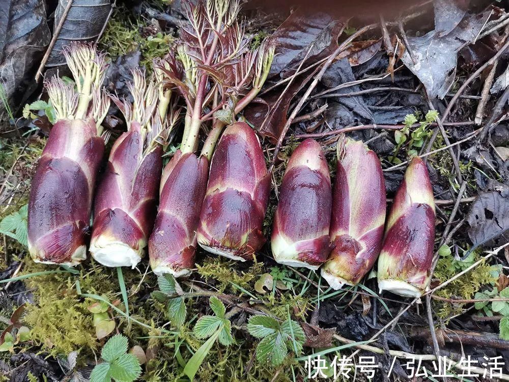 东北地区|此树满身刺，但树芽却是极品野菜，营养不输人参，出口80元一斤
