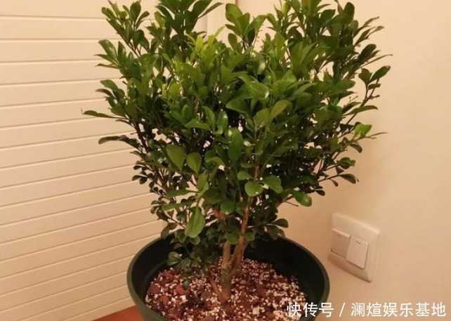 吸臭强性强的4种花,有洁癖一定要养,效果不仅明显还省事!