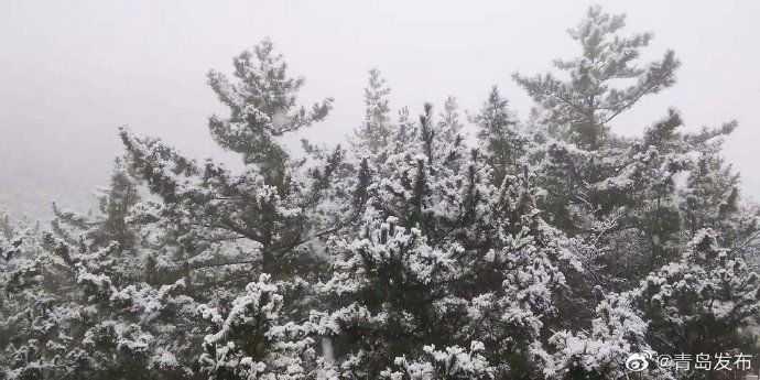 崂山|青岛·风情 崂山迎来12月初雪！