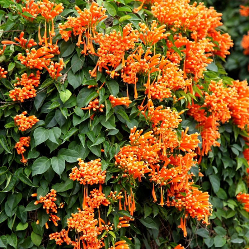 在家里种此树,除了观赏性强,长大了很值钱