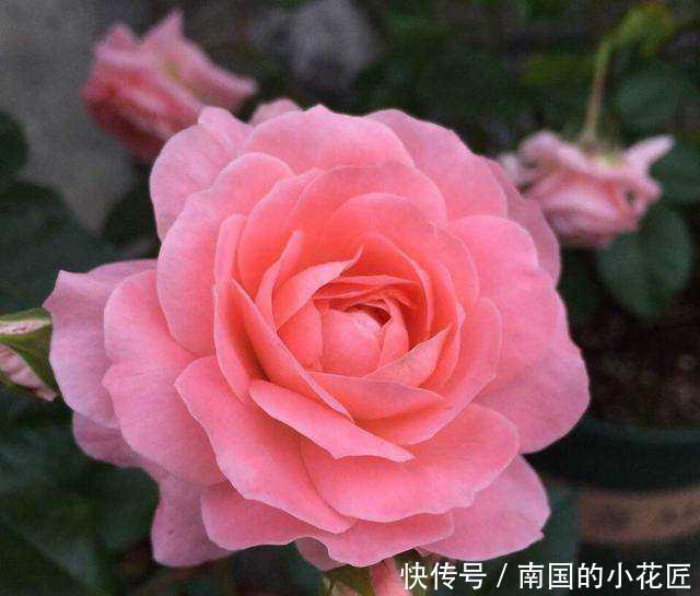 迷人|养这5种月季花赚大了,全年不断花,花香很迷人,花名也极具品位