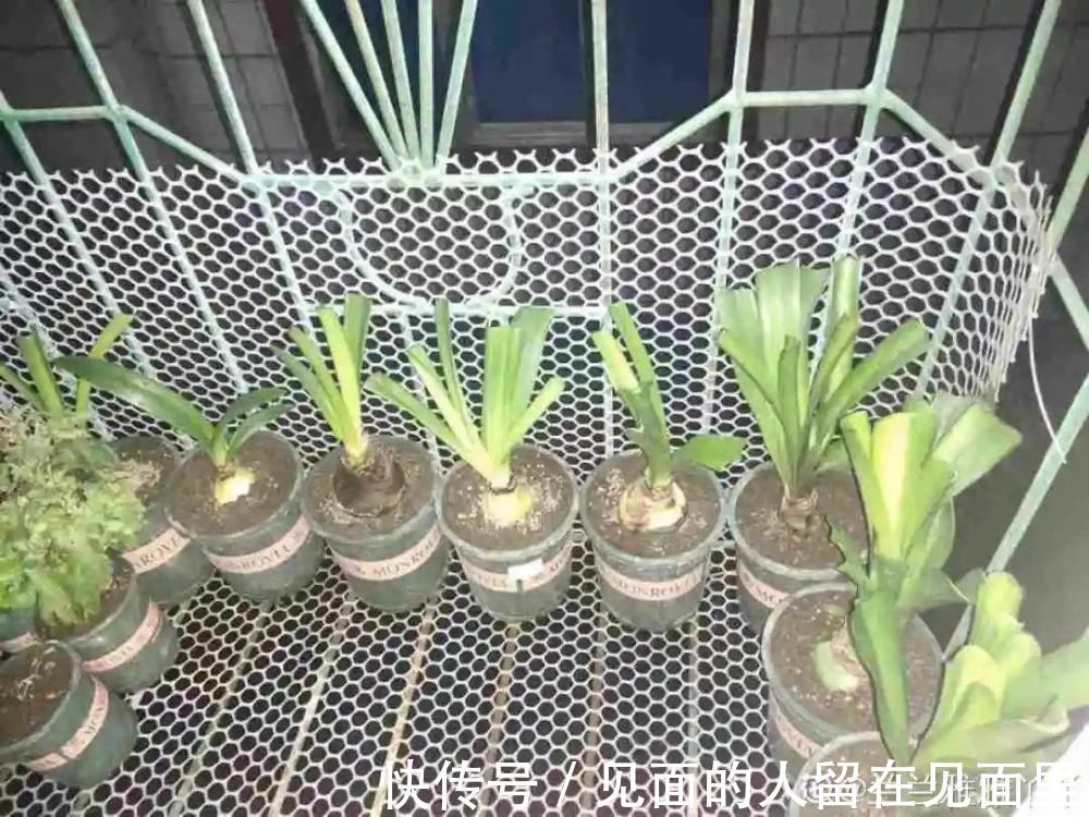 土朱|朱顶红埋土里,如何能年年开花,球变大、变多?