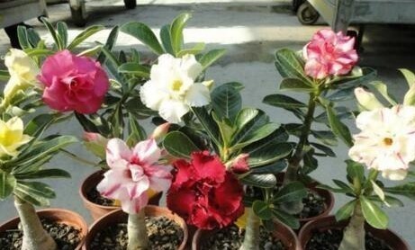 养花就养这“2种”，一月不浇水也能“长”，关键是还能“开花”