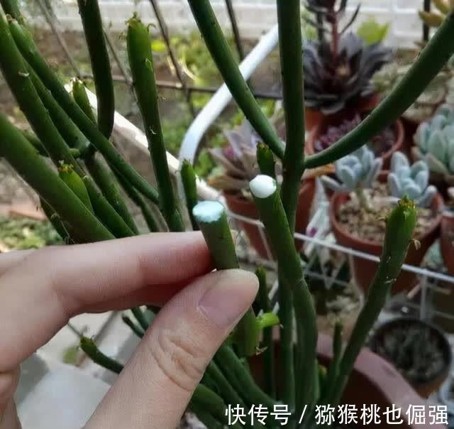 香雪兰|鲜花家里放，花旺“人不旺”，养花4个坑，人不健康，家不旺