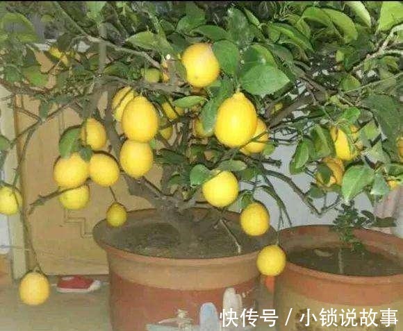 3种果树养“阳台”,水果再贵也不怕,自己种的有,想吃就去摘