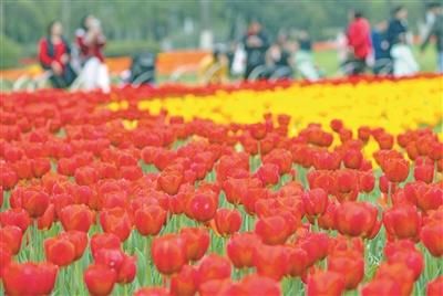 中年|郁金香绽放醉游人